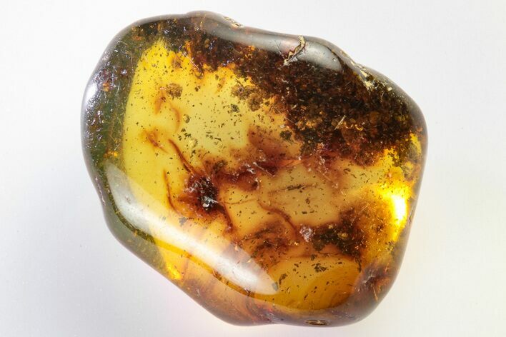 Polished Chiapas Amber ( g) - Mexico #193244